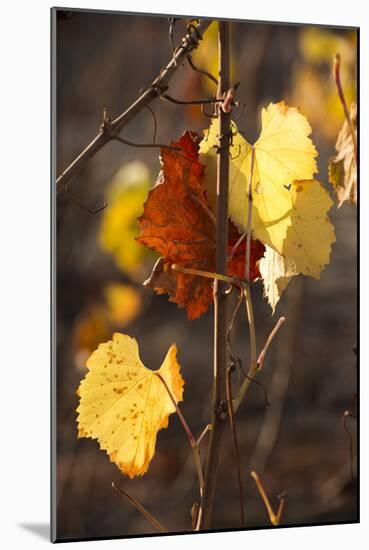 Autumn Leaves-Lance Kuehne-Mounted Photographic Print