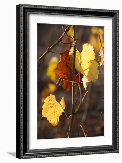 Autumn Leaves-Lance Kuehne-Framed Photographic Print