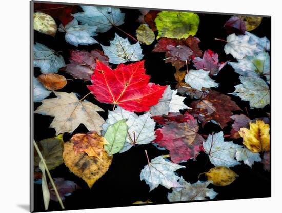 Autumn Leaves-David W^ Pollard-Mounted Photographic Print