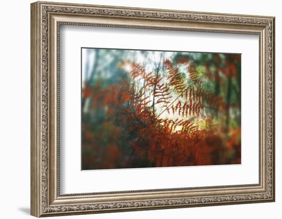 Autumn Light-Viviane Fedieu Daniel-Framed Photographic Print