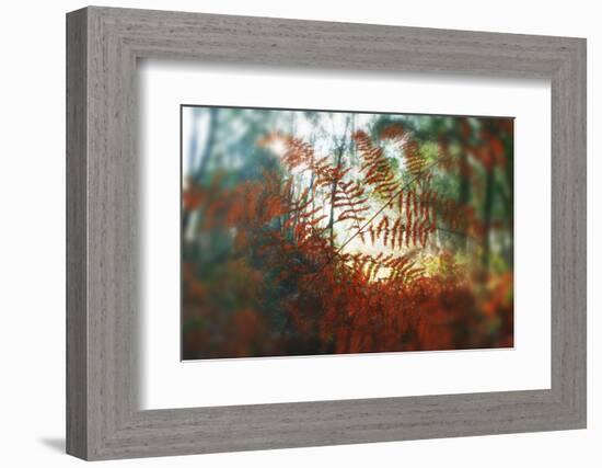 Autumn Light-Viviane Fedieu Daniel-Framed Photographic Print