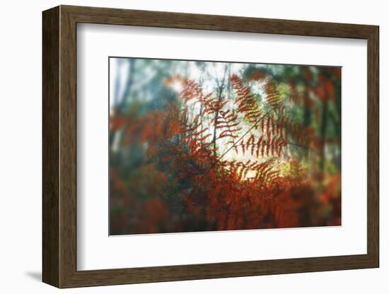 Autumn Light-Viviane Fedieu Daniel-Framed Photographic Print