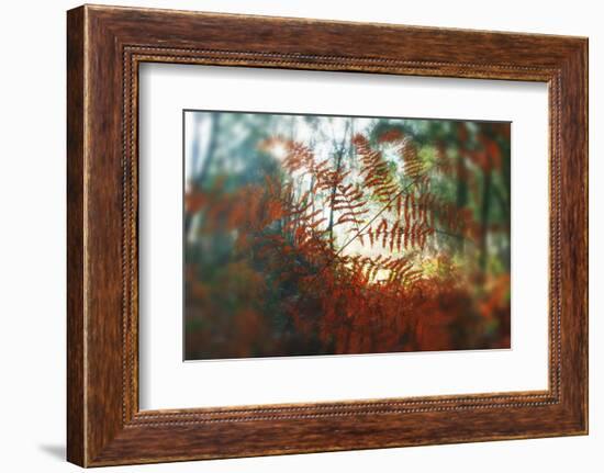 Autumn Light-Viviane Fedieu Daniel-Framed Photographic Print