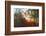 Autumn Light-Viviane Fedieu Daniel-Framed Photographic Print