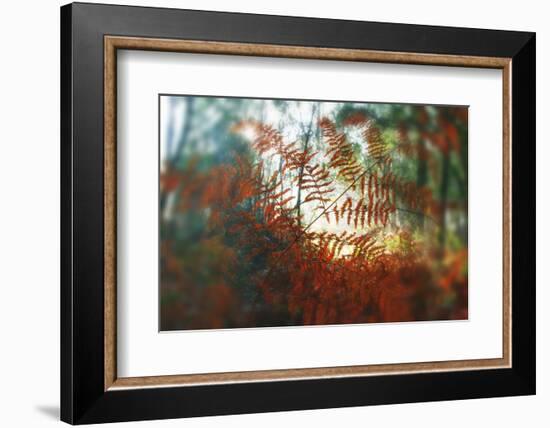 Autumn Light-Viviane Fedieu Daniel-Framed Photographic Print