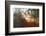 Autumn Light-Viviane Fedieu Daniel-Framed Photographic Print