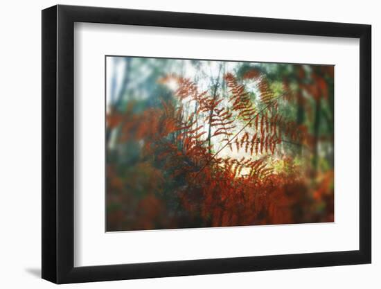 Autumn Light-Viviane Fedieu Daniel-Framed Photographic Print
