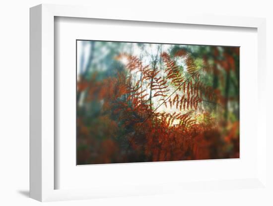 Autumn Light-Viviane Fedieu Daniel-Framed Photographic Print