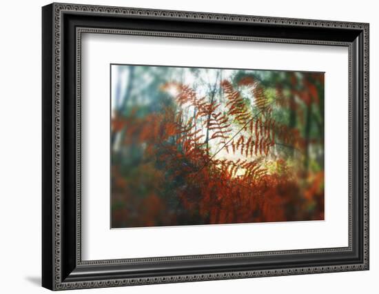 Autumn Light-Viviane Fedieu Daniel-Framed Photographic Print