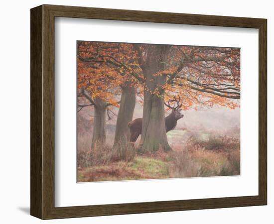 Autumn Lord-Alex Saberi-Framed Photographic Print