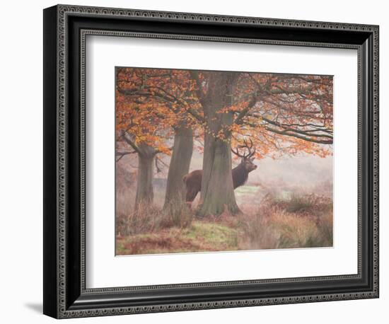 Autumn Lord-Alex Saberi-Framed Photographic Print