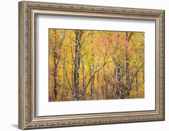 Autumn Majesty-Doug Chinnery-Framed Photographic Print