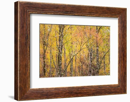Autumn Majesty-Doug Chinnery-Framed Photographic Print