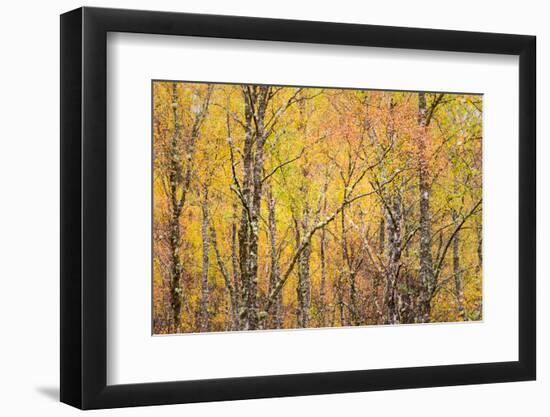 Autumn Majesty-Doug Chinnery-Framed Photographic Print