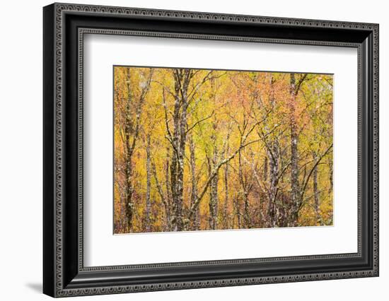 Autumn Majesty-Doug Chinnery-Framed Photographic Print