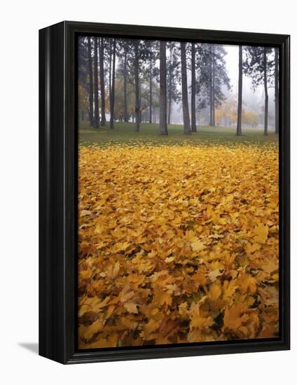 Autumn, Manito Park, Spokane, Washington, USA-Charles Gurche-Framed Premier Image Canvas