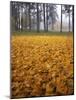 Autumn, Manito Park, Spokane, Washington, USA-Charles Gurche-Mounted Photographic Print