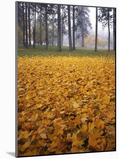 Autumn, Manito Park, Spokane, Washington, USA-Charles Gurche-Mounted Photographic Print