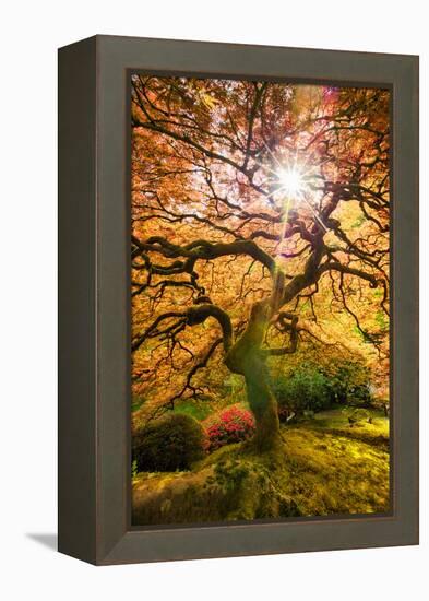 Autumn Maple and Sun, Japanese Garden Portland Oregon-Vincent James-Framed Premier Image Canvas