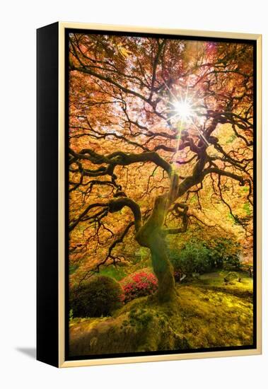 Autumn Maple and Sun, Japanese Garden Portland Oregon-Vincent James-Framed Premier Image Canvas