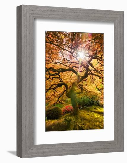 Autumn Maple and Sun, Japanese Garden Portland Oregon-Vincent James-Framed Photographic Print