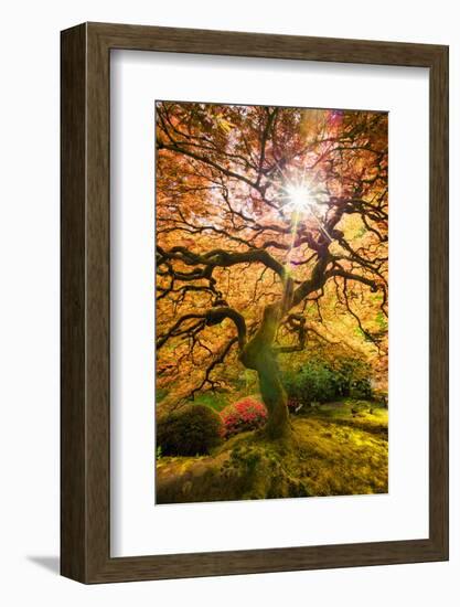 Autumn Maple and Sun, Japanese Garden Portland Oregon-Vincent James-Framed Photographic Print