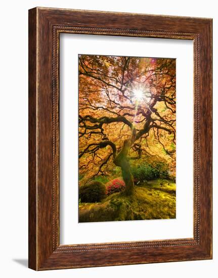 Autumn Maple and Sun, Japanese Garden Portland Oregon-Vincent James-Framed Photographic Print