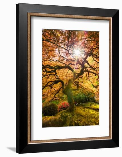 Autumn Maple and Sun, Japanese Garden Portland Oregon-Vincent James-Framed Photographic Print