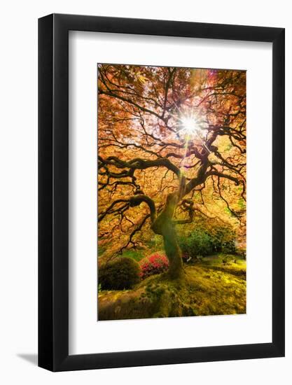 Autumn Maple and Sun, Japanese Garden Portland Oregon-Vincent James-Framed Photographic Print