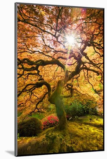 Autumn Maple and Sun, Japanese Garden Portland Oregon-Vincent James-Mounted Photographic Print