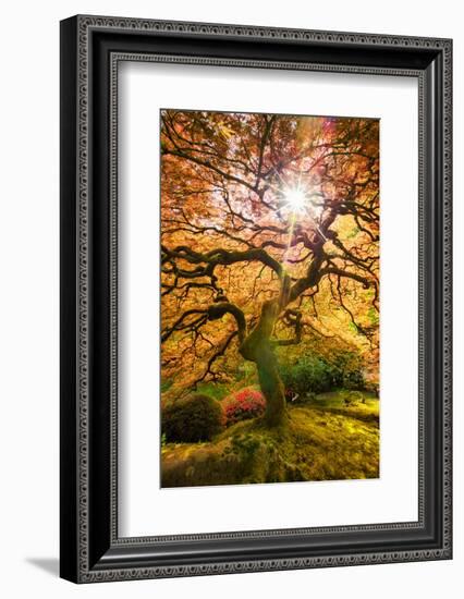 Autumn Maple and Sun, Japanese Garden Portland Oregon-Vincent James-Framed Photographic Print