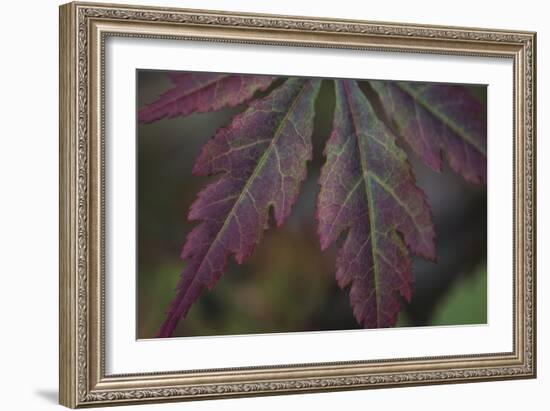 Autumn Maple I-Rita Crane-Framed Photographic Print