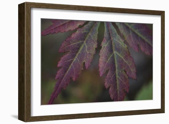 Autumn Maple I-Rita Crane-Framed Photographic Print