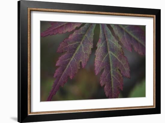 Autumn Maple I-Rita Crane-Framed Photographic Print