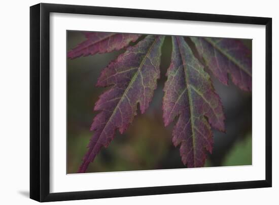 Autumn Maple I-Rita Crane-Framed Photographic Print