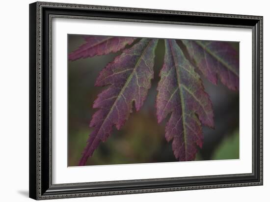 Autumn Maple I-Rita Crane-Framed Photographic Print