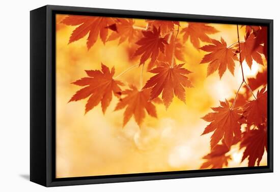 Autumn Maple Leaves Background-Sofiaworld-Framed Premier Image Canvas