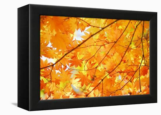 Autumn Maple Leaves Background-Liang Zhang-Framed Premier Image Canvas