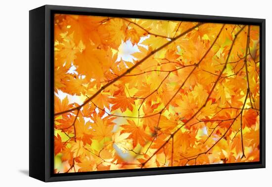 Autumn Maple Leaves Background-Liang Zhang-Framed Premier Image Canvas