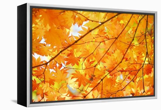 Autumn Maple Leaves Background-Liang Zhang-Framed Premier Image Canvas