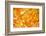 Autumn Maple Leaves Background-Liang Zhang-Framed Photographic Print