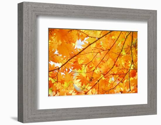 Autumn Maple Leaves Background-Liang Zhang-Framed Photographic Print