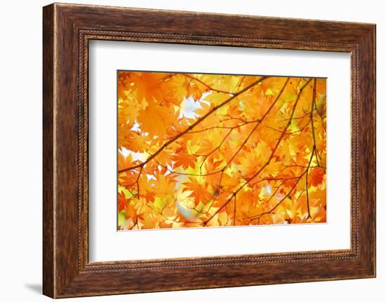 Autumn Maple Leaves Background-Liang Zhang-Framed Photographic Print