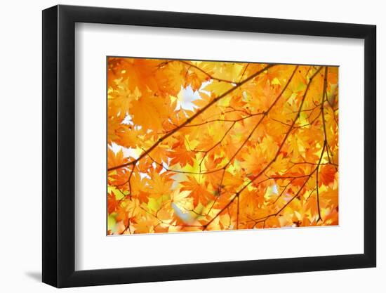 Autumn Maple Leaves Background-Liang Zhang-Framed Photographic Print