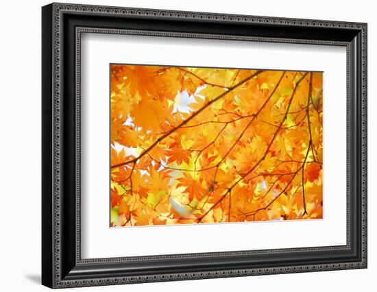 Autumn Maple Leaves Background-Liang Zhang-Framed Photographic Print