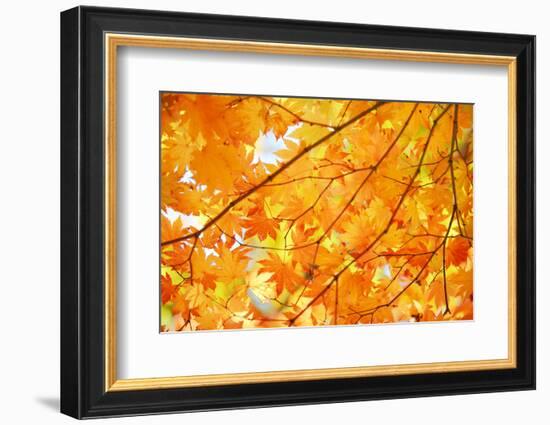 Autumn Maple Leaves Background-Liang Zhang-Framed Photographic Print