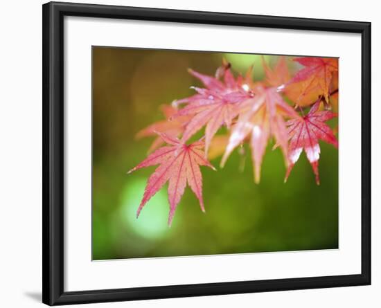 Autumn Maple Leaves, Sagano Area, Kyoto, Japan, Asia-Christian Kober-Framed Photographic Print