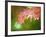 Autumn Maple Leaves, Sagano Area, Kyoto, Japan, Asia-Christian Kober-Framed Photographic Print