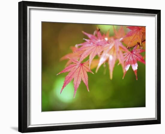 Autumn Maple Leaves, Sagano Area, Kyoto, Japan, Asia-Christian Kober-Framed Photographic Print