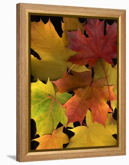 Autumn Maple Leaves-Steve Terrill-Framed Premier Image Canvas